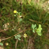 Trifolium dubium Sibth.